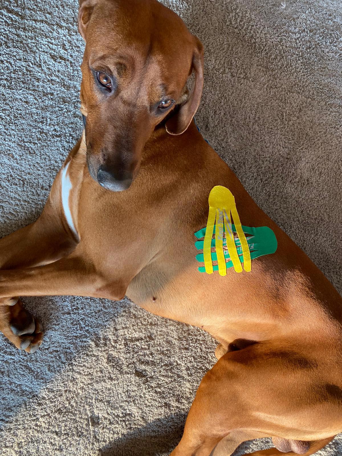 hunde-physiotherapie-tape-hessen